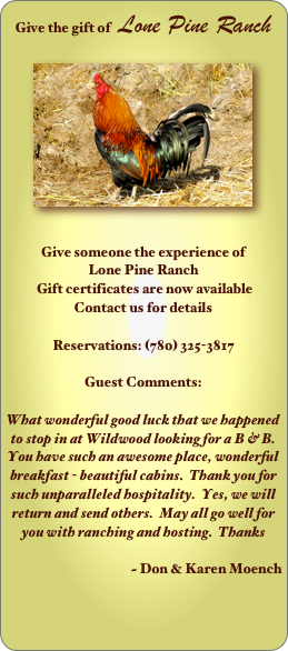 Give the gift of   Lone Pine Ranch

￼


Give someone the experience of 
Lone Pine Ranch
 Gift certificates are now available
Contact us for details 

Reservations: (780) 325-3817

Guest Comments:

What wonderful good luck that we happened to stop in at Wildwood looking for a B & B.  You have such an awesome place, wonderful breakfast - beautiful cabins.  Thank you for such unparalleled hospitality.  Yes, we will return and send others.  May all go well for you with ranching and hosting.  Thanks

                                    ~ Don & Karen Moench            